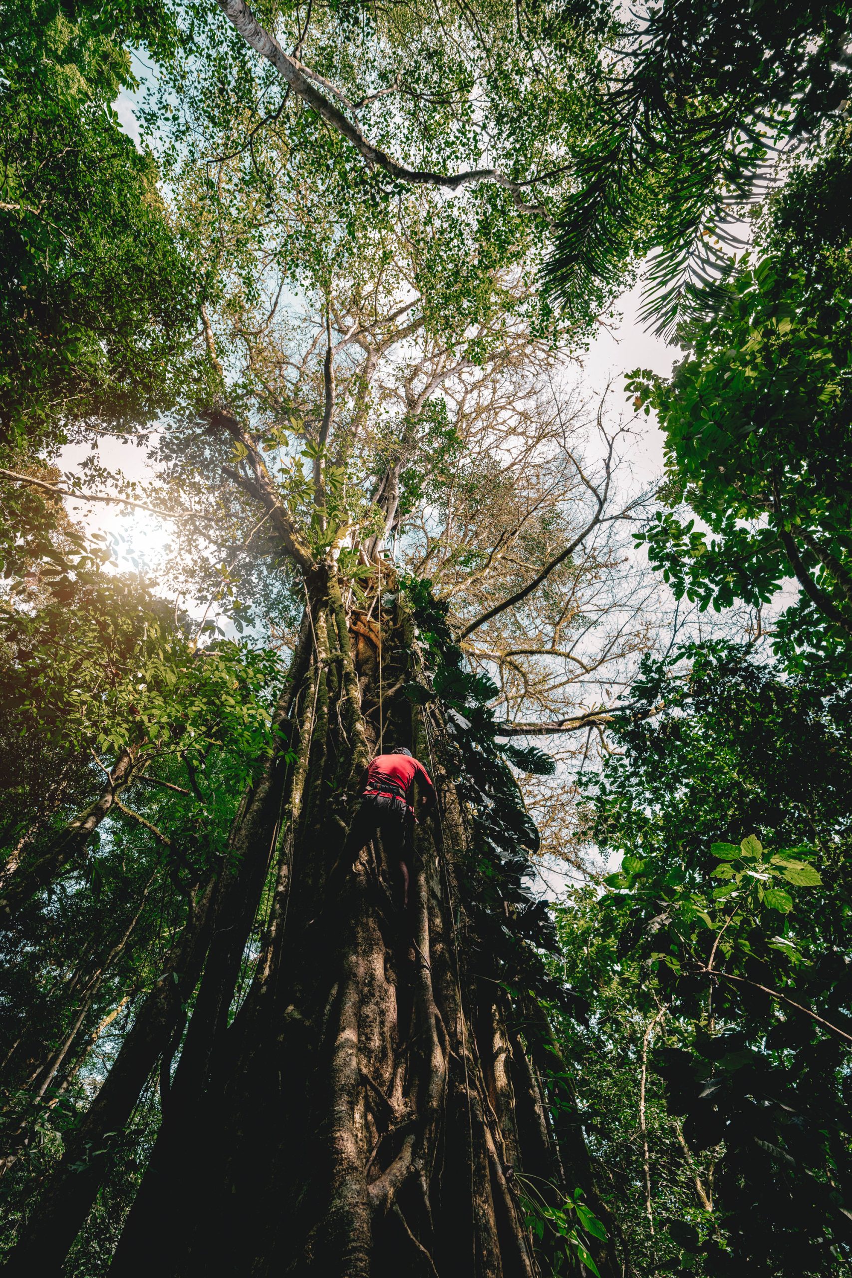 Person rappelling through rainforest canopy, Southern Zone Costa Rica