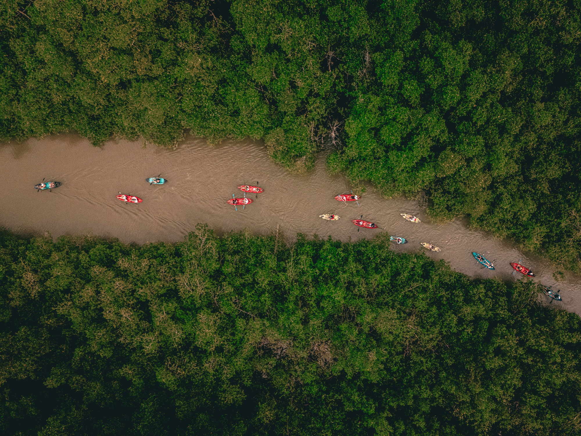 Group kayaking through mangrove river channel, Southern Zone Costa Rica